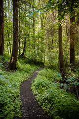 Fototapeta na wymiar Foot Path in a forest