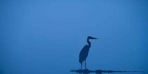 Silhouette of Great Blue Heron on water in foggy weather