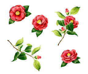 赤色の椿のセット　冬・春の花の手描き水彩イラスト素材集
