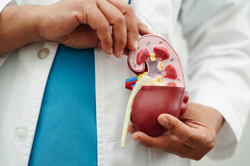 Chronic kidney disease, doctor holding model for treatment urinary system, urology, Estimated...