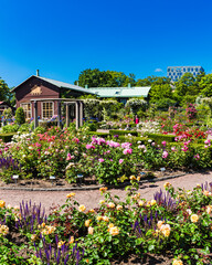 Fototapeta na wymiar Beautiful Horticultural Garden with Flowering Plants and Blue Sky in Gothenburg, Sweden