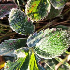 First frost, leaves covered with frost
