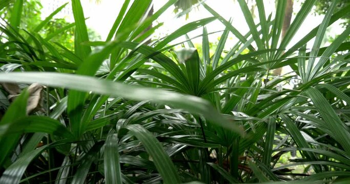 Shot away out of shady foliage-video