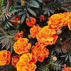 orange flowers