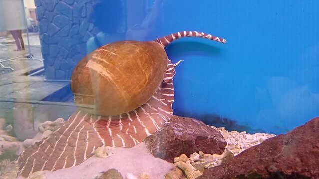 Bailer Shell ( giant snail or Indian volute ) crawling along the bottom in aquarium at Institute of Oceanography, Nha Trang city, Vietnam.