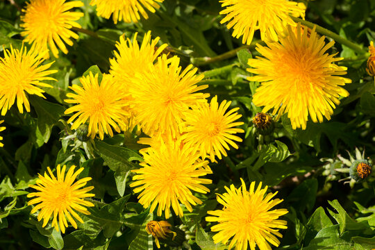 Fototapeta Gewöhnlicher Löwenzahn (Taraxacum sect. Ruderalia) 
