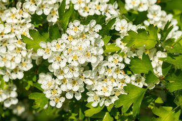 Blüten des Eingriffeligen Weißdorn	