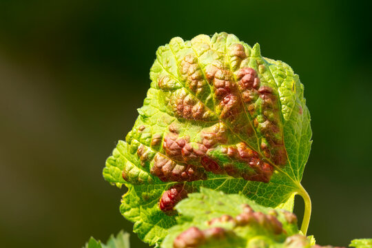 Johannisbeerblasenlaus Cryptomyzus ribis (L.)	