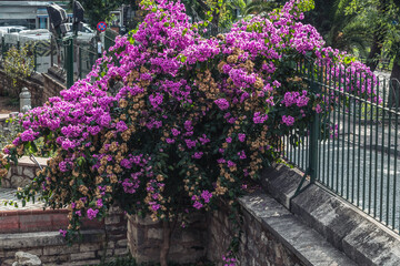 A large bush of blooming pink bougainvillea near a metal fence.