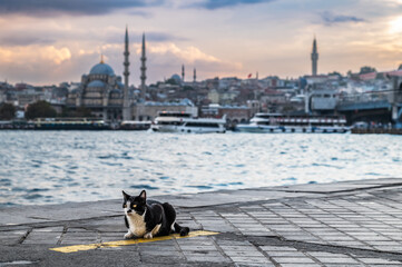 A cat on the Karakoy pier on the shores of the Golden Horn Bay in Istanbul. Love for cats is one of...