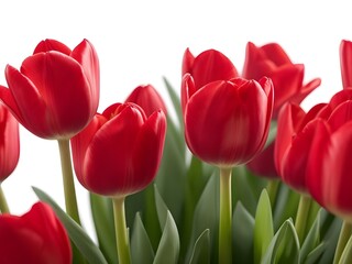 Fototapeta premium red tulips isolated on white