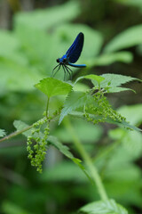 Beautiful blue dragonfly in nature, High quality photo