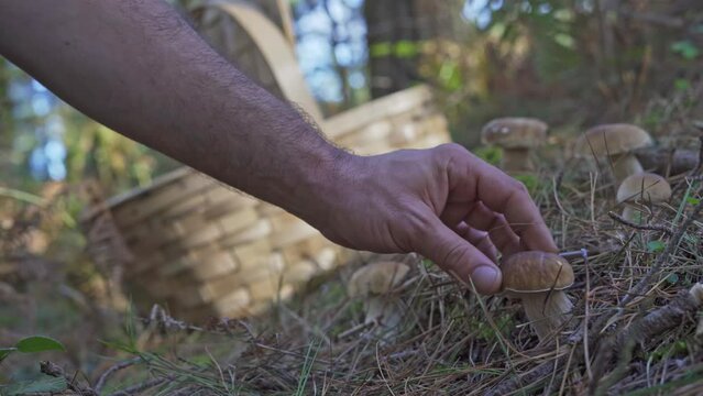 Boletus edulis brotando en familia numerosa con cesta de mimbre de fondo preparada para recolectarlos