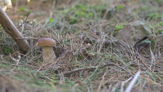 Boletus edulis debajo de pino 