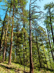 Obraz premium an old withered pine tree on a blue sky background