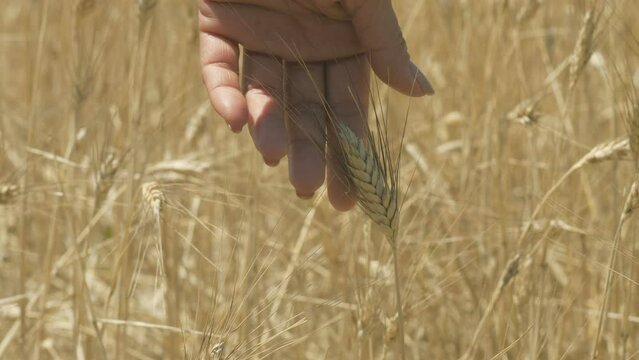 Farmer hand touching and checking quality of ripe ears of wheat ready to harvest
