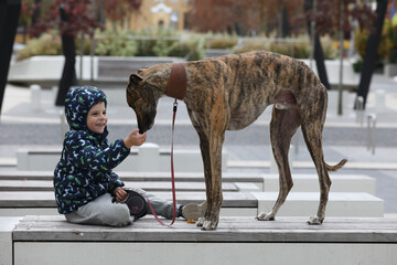 Child walkng with dog outdoor. Big cute greyhound dog walking with baby boy