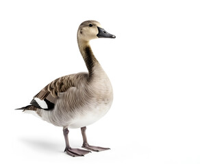Small Canadian Goose, standing facing front. Head bowed down towards ground. Isolated on a white background.