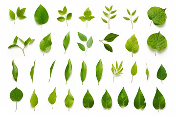 Leaves collection on white background. Top view.
