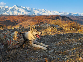 Resting shepherd dog in Altai mountain. Traveling with a dog. Hiking with dog. Healthy lifestyle.