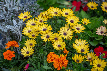 Yellow osteospermum flowers on a sunny June day, with a shallow depth of field