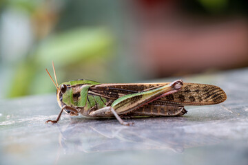 A big migratory locust resting before fly away.  Locusta migratoria.