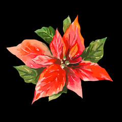 Vector Illustration of Red Poinsettia