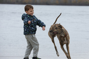 Child playing with dog outdoor. Playing greyhound dog with baby boy