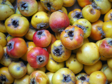Ripe yellow red haw berries. Hawtorn fruits. Crataegus orientalis, known as oriental hawthorn.