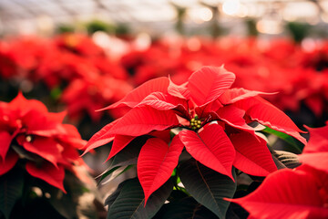 A closeup of the blossomed beautiful red poinsettia flowers in the greenhouse