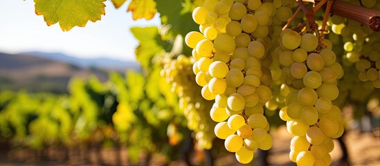 White grapes in a G mar vineyard Tenerife Spain Marmajuelo or Bermejuela variety With copyspace for text