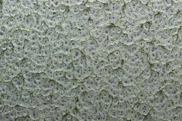 Antique metal door texture of a locker door