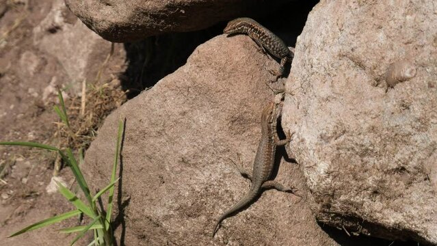 Two Common Lizards Sitting on Rocks of a Brown Sandstone Wall Enjoying the Afternoon Sun, Close Up