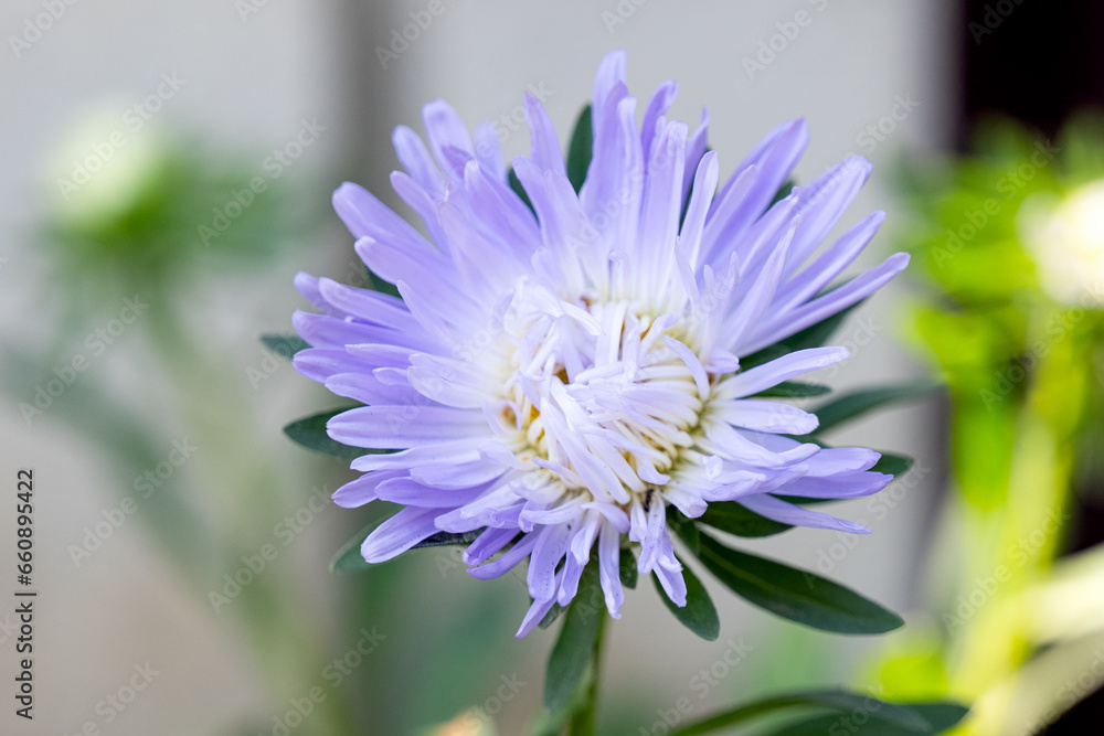 Sticker background of aster flower close up