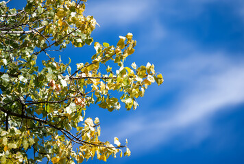 first autumn leaves on a sunny day