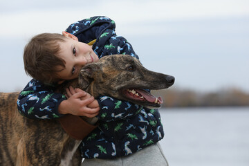 Child walkng with dog outdoor. Big cute greyhound dog walking with baby boy