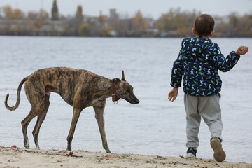 Child walkng with dog outdoor. Big cute greyhound dog walking with baby boy