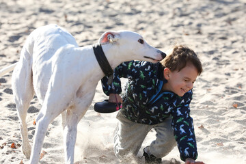 Child playing with dog outdoor. Playing greyhound dog with baby boy