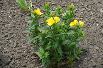 Full length view of evening primrose with buds and yellow flowers in June