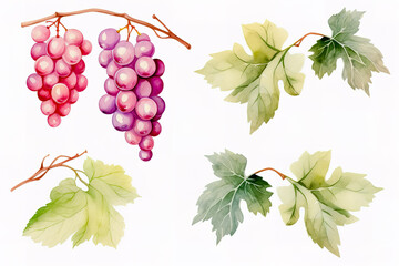 Obraz premium Set of grapes and vine leaves watercolor illustration. White, red and pink grapes.