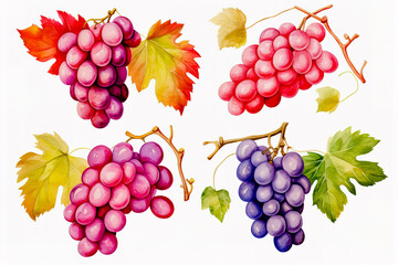 Obraz premium Set of grapes and vine leaves watercolor illustration. White, red and pink grapes.