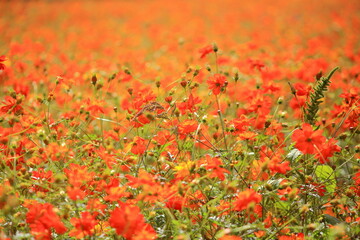 花のテクスチャー
