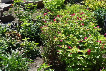 Numerous magenta colored flowers of Mirabilis jalapa in August