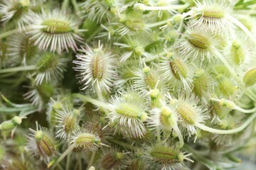 Macro photo of beautiful Astrodaucus plant on blurred background