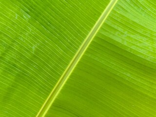 Closeup view of fresh green banana leaf as background