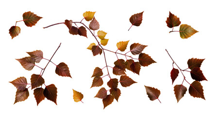 Autumn set. Birch tree branch and leaves isolated on white background. Element for collage or seasonal design, cards, invitations.