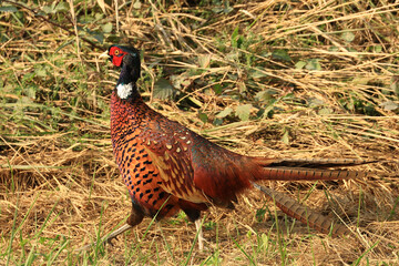 Common pheasant (Phasianus colchicus) on meadow