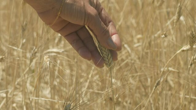 Woman hand touching golden ripe ear of wheat ready to harvest