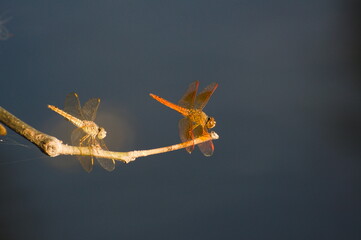 Dragon Flies on a perch 