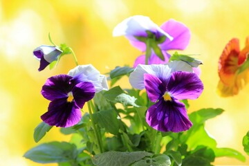 Multicolored flowers pansies on a blurry background in the garden